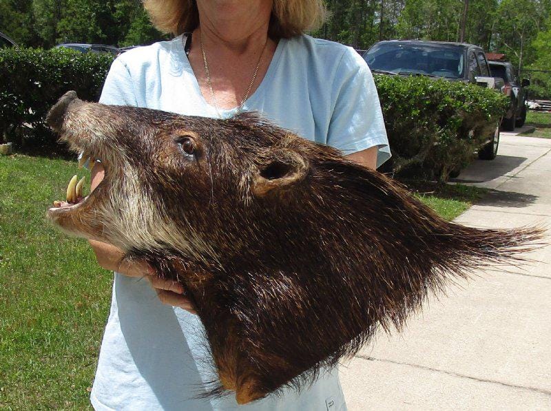 Genuine REAL Javelina (Peccary) Shoulder Mount