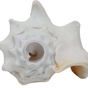 May include: A white seashell with a spiral shape and a large opening. The shell has a textured surface and a smooth, glossy finish.