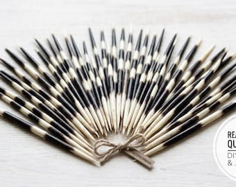 May include: A collection of natural porcupine quills arranged in a fan shape, tied together with a small piece of twine. The quills feature alternating black and white bands. A circular white label displays the text: REAL AFRICAN QUILLS 5-6" DIY CRAFTS & JEWELRY.