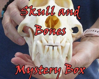 Skull and Bones Oddity Mystery Boxes!! Ships from Florida.
