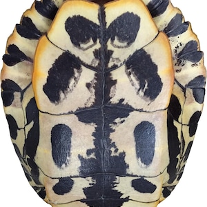 May include: A turtle plastron featuring a cream-colored base with distinct, symmetrical black markings and dark blotches. The shell surface displays a segmented structure with thin, dark lines separating the individual scutes in a natural pattern.