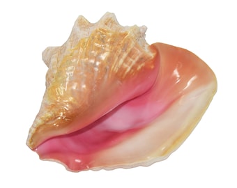 May include: A large, pink and orange seashell with a smooth, glossy finish. The shell has a distinctive, curled shape and a wide opening.