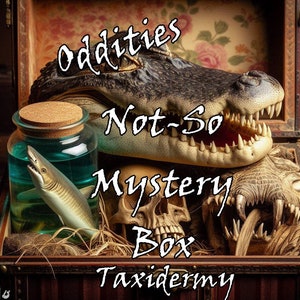 Taxidermy Oddity Mystery Boxes!! Curated by The Conch Man! Ships from Florida.