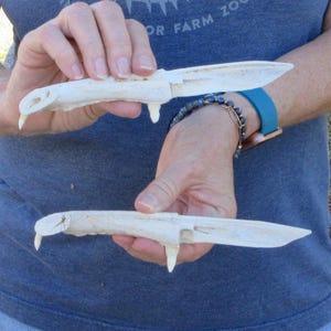 May include: Two off-white bone knives featuring a textured handle with a protruding tooth-like element and a smooth, tapered blade. The bone material displays natural variations in color and surface texture, with a pointed tip and a curved handle design.