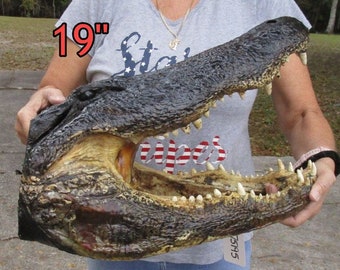 Huge Jumbo Gigantic Collosal Genuine Alligator Heads up to 19&quot; from Louisiana