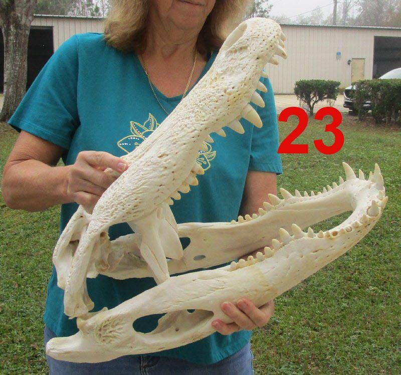 Huge Jumbo Gigantic Colossal Genuine Alligator Skulls up to 23" from Florida