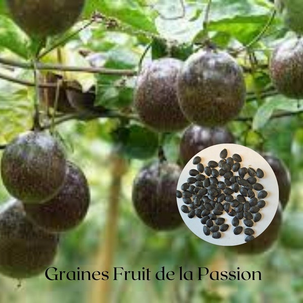 GRAINES Fruit de la passion naturelles