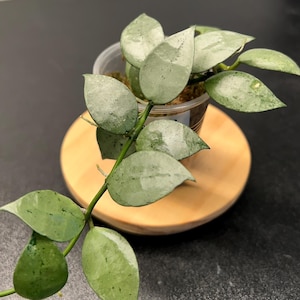 Hoya Krohniana Silver Splash Indoor Plant