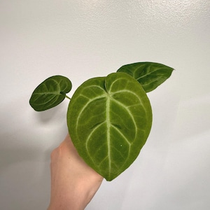 Anthurium Magnificum X Silver Blush - Etsy