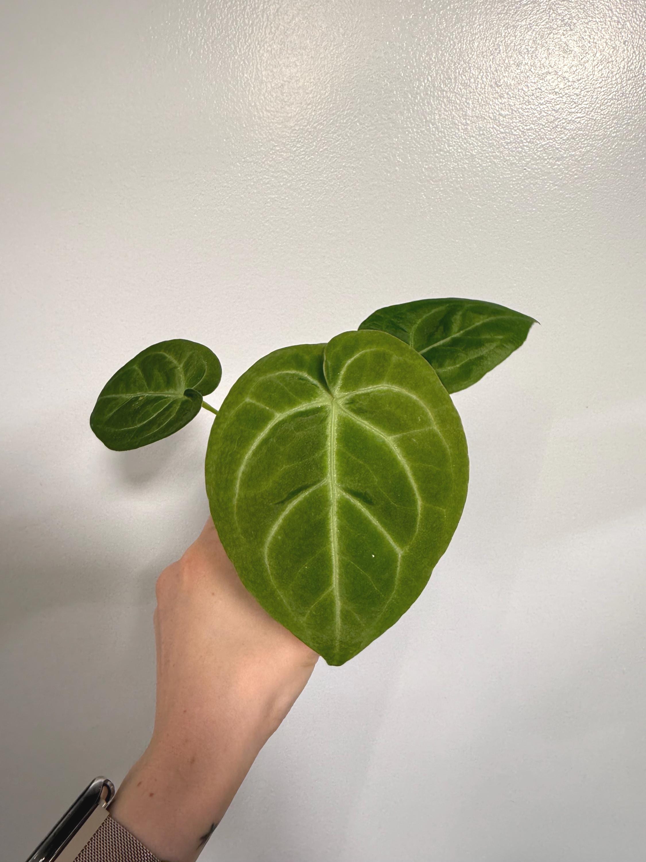 A. luxurians × magnificum 'Silver' SKG Anthurium magnificum