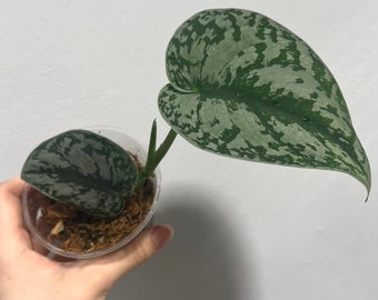 Scindapsus Exotica Indoor Plant