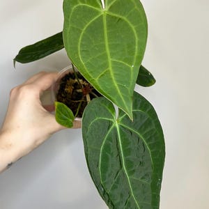 アンスリウム （AOS x Antolakii） x Portillae Anthurium Ace of Spade x Portillae - thebasements.com