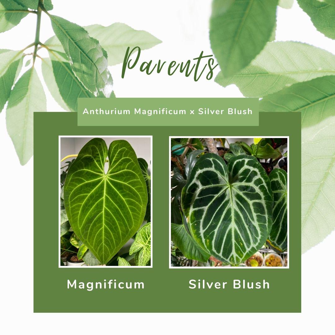 Anthurium Magnificum X Silver Blush Hybrid Indoor Plant - Etsy