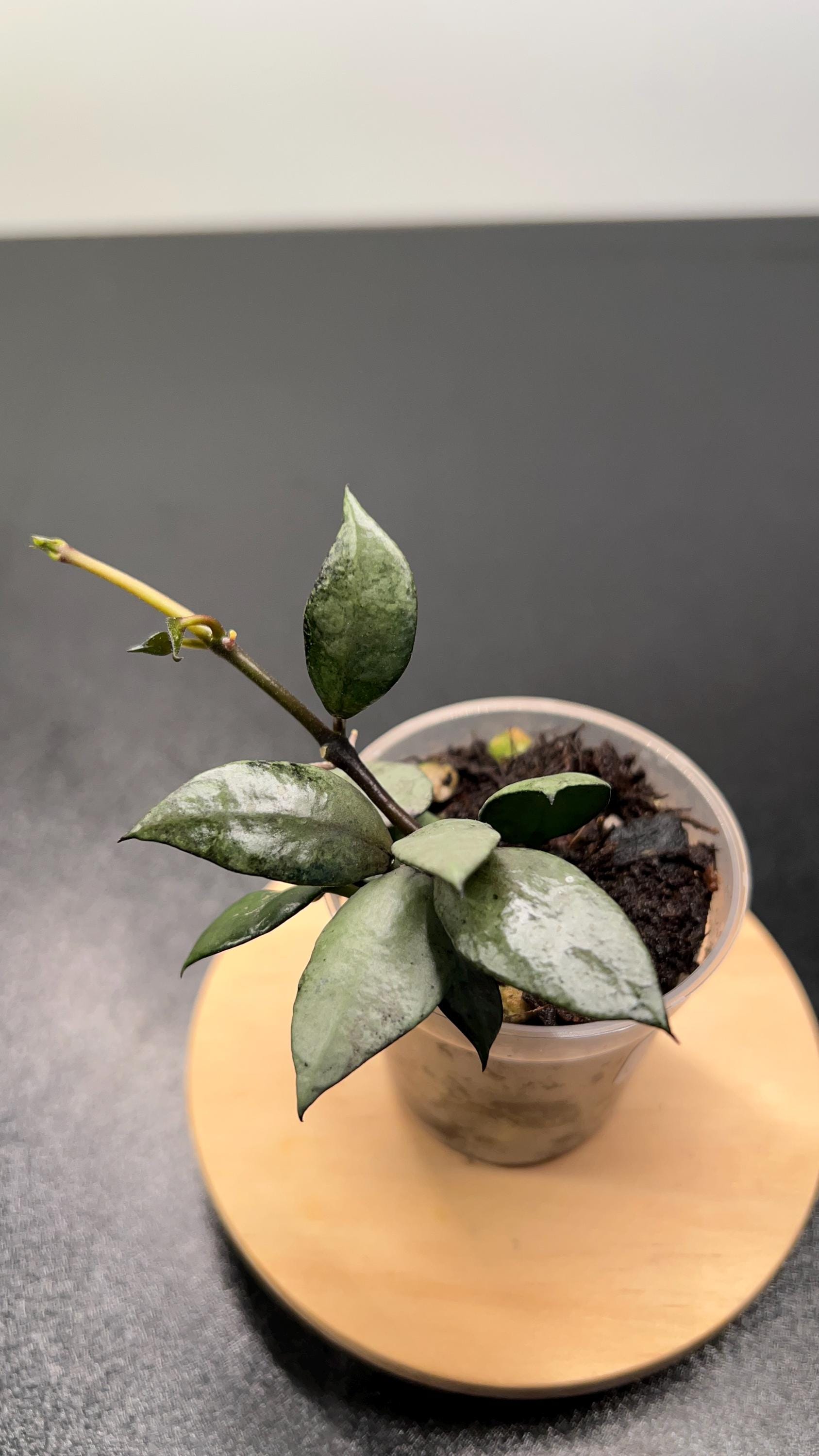 52 ＊ホヤ ＊Hoya lacunosa ＊purple ＊ラクノーサパープル 52 ＊ホヤ ＊Hoya lacunosa ＊purple ＊ラクノーサパープル