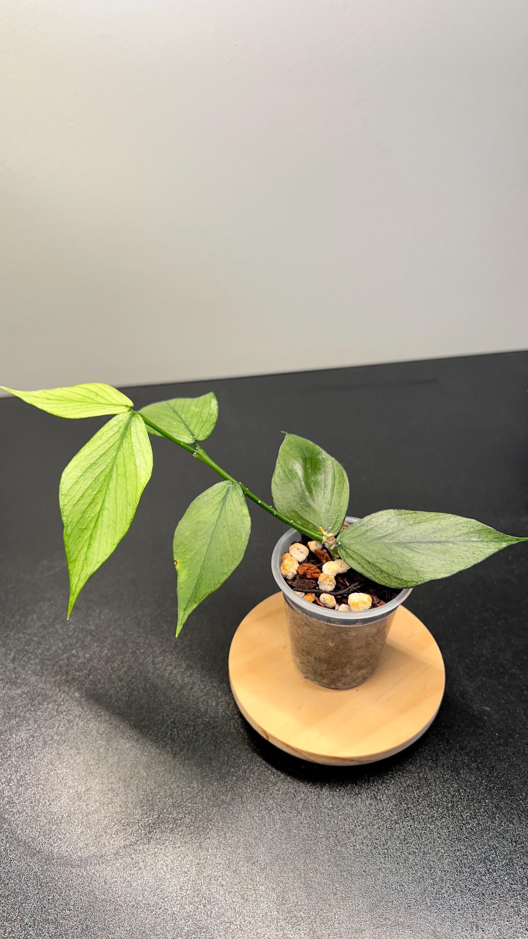 GWセール怪奇植物　斑入り人魚ホヤ Hoya polyneura broget GWセール怪奇植物 斑入り人魚ホヤ Hoya polyneura broget