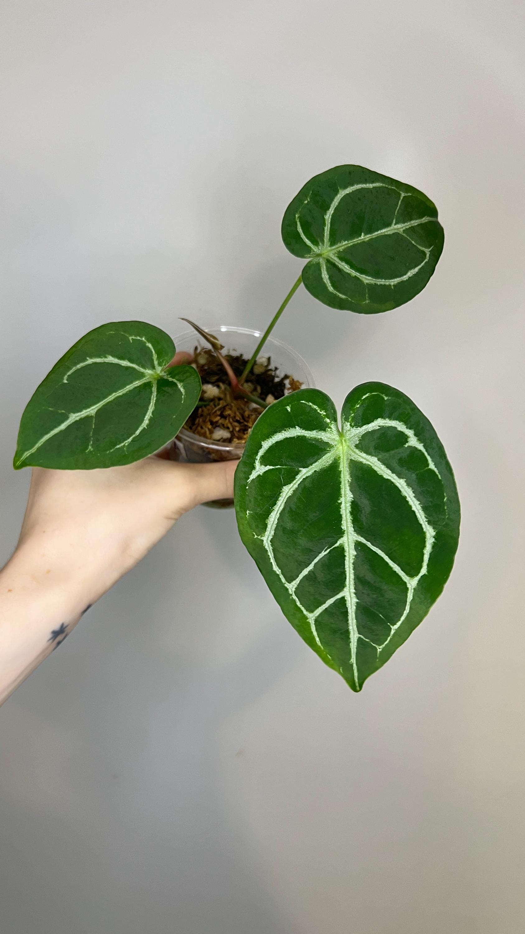 Crystallinum Silver Anthurium - Etsy