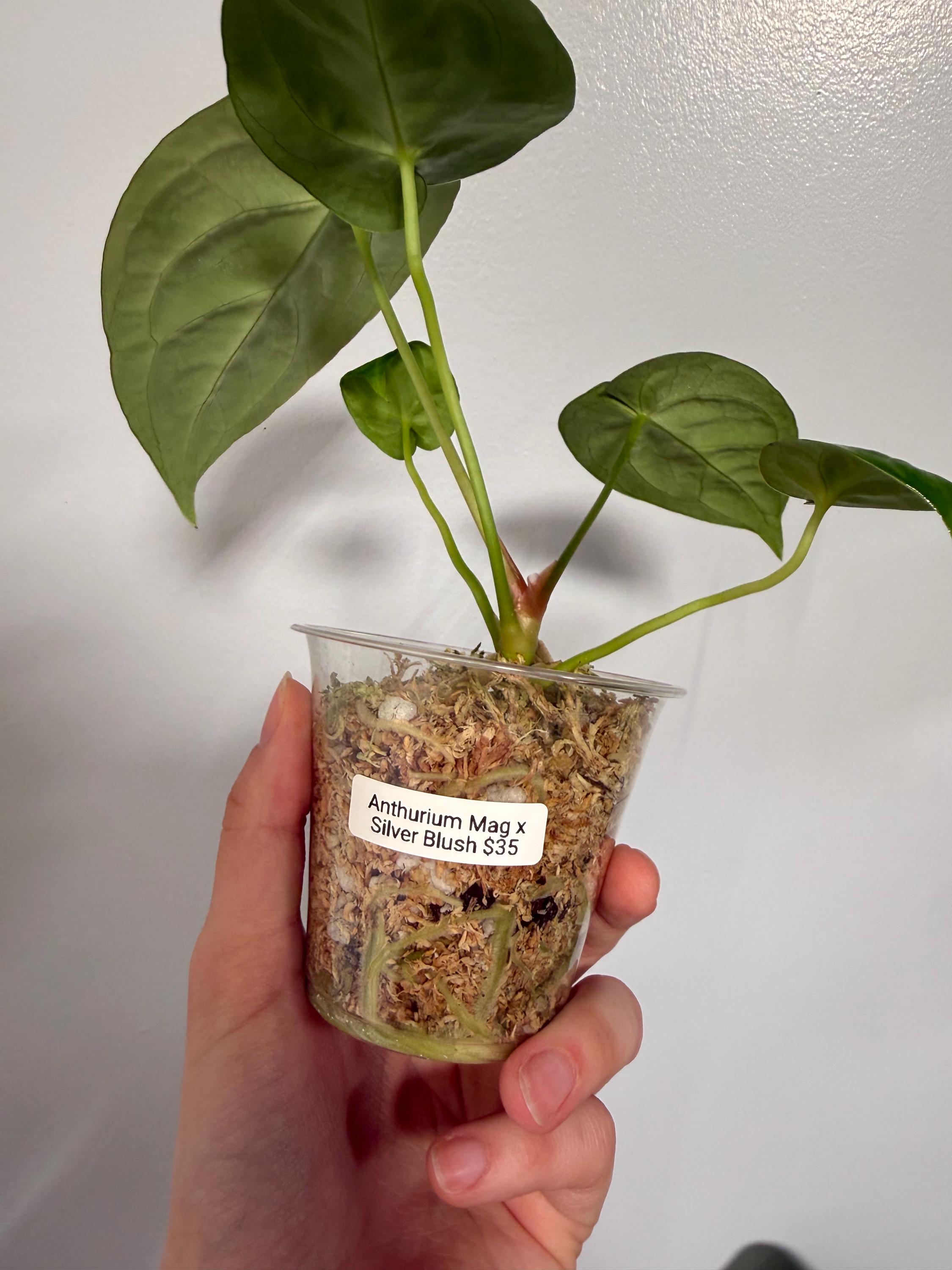 Anthurium Magnificum X Silver Blush Hybrid Indoor Plant - Etsy