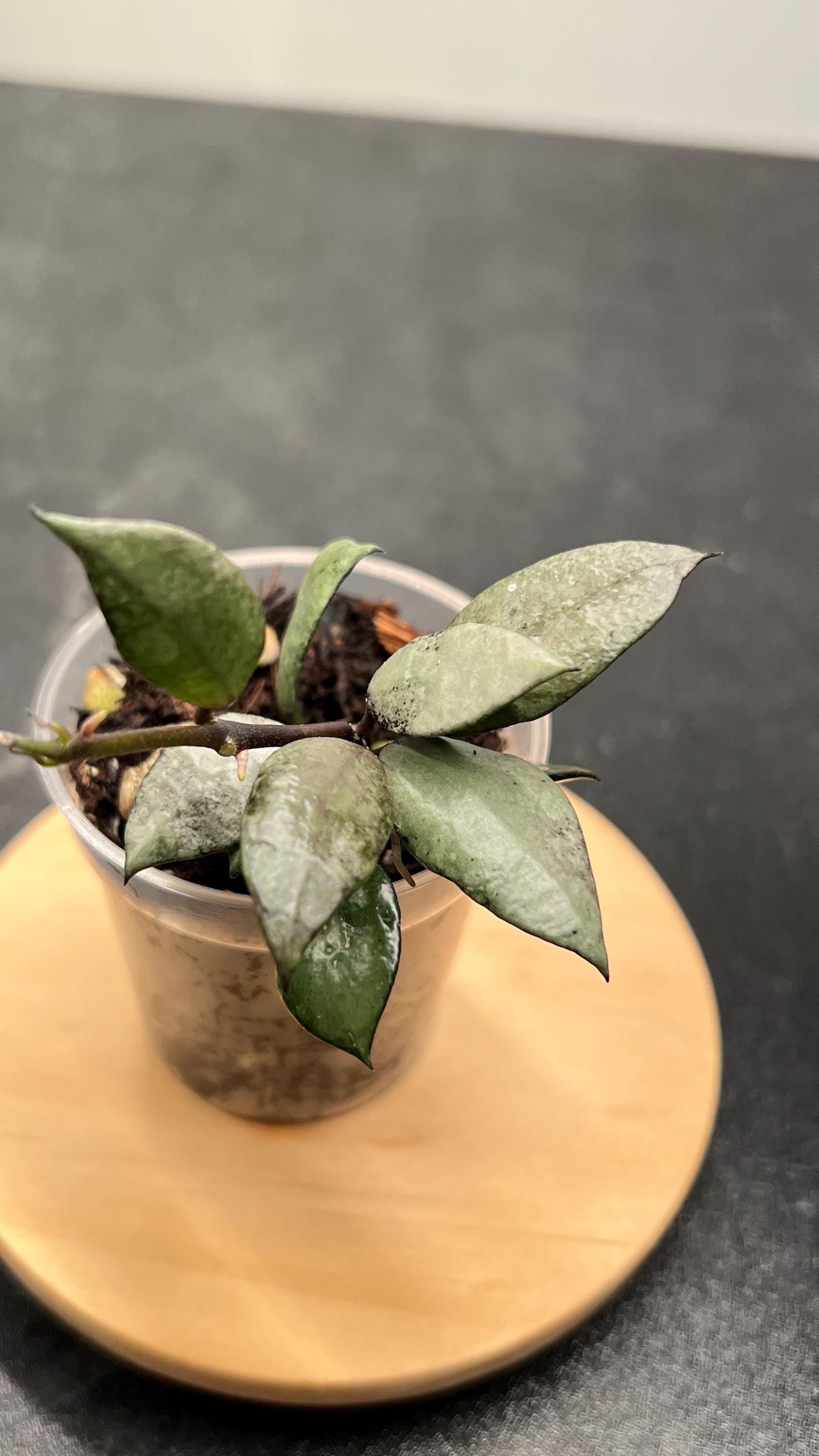Hoya Lacunosa Violet - Etsy