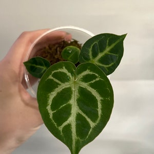 Anthurium Crystallinum Indoor Plant