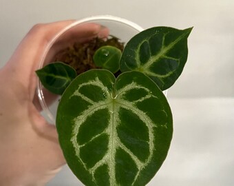 Anthurium Crystallinum Indoor Plant