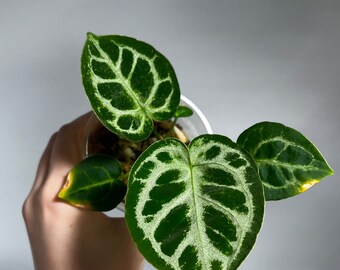 Anthurium Crystallinum x Silver Blush