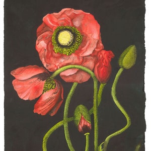 Pretty Poppies Giclée Print of Original Watercolor Floral Wall Art Painting by Mary Lyn Gough Telling Secrets