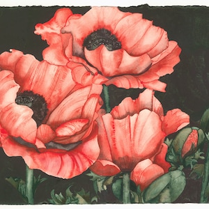 Pretty Giant Poppies Original Watercolor Floral Wall Art Painting by Mary Lyn Gough Blossoms of Spring