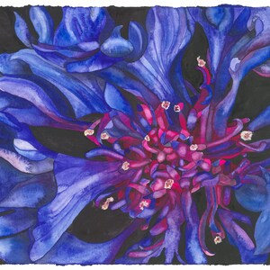 Peut inclure: Un gros plan d'une fleur bleue avec un centre violet foncé. Les pétales de la fleur sont enroulés et torsadés, créant un effet dramatique et abstrait.