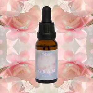 Camellia Flower Essence - Camellia Floral Remedy