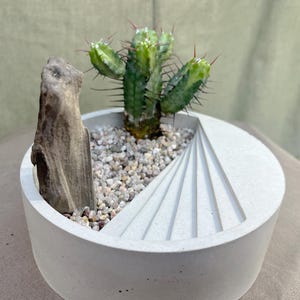 Puede incluir: Una pequeña maceta de hormigón gris claro con un diseño geométrico, que contiene un cactus verde con espinas rojas y un trozo de madera flotante. La maceta está llena de pequeños guijarros.