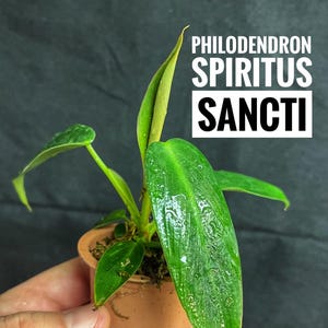 Shipping from DE: Philodendron Spiritus Sancti