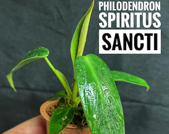 その他観葉植物 122 quelali round x spiritu sancti Philodendron