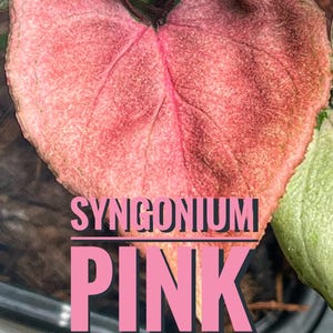 Verzending vanuit Duitsland: Syngonium Pink Perfection