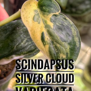 Shipping from Germany: »Scindapsus Silver Cloud Variegata« - two unique specimens!