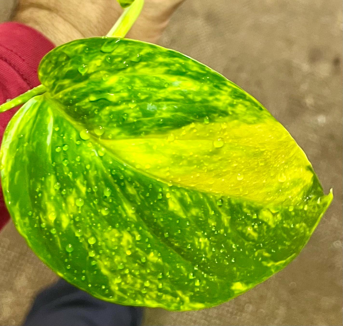 Epipremnum giganteum variegated - Etsy 日本