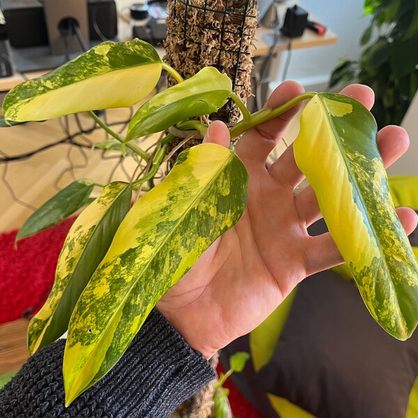 Envío desde DE: Philodendron Domesticum Variegata