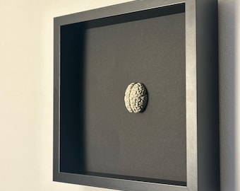 Stubborn - Anatomically correct concrete brain in a black picture frame with a wealth of detail