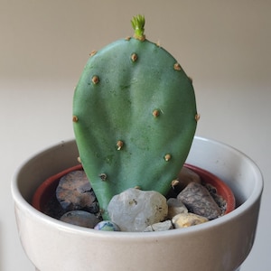 Spineless Prickly Pear Cactus (rooted)