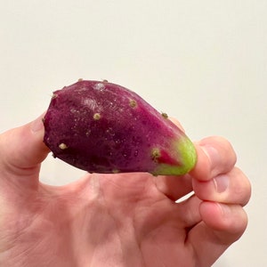 Fresh Prickly Pear Cactus Fruits - Central Texas Native (opuntia humifusa)