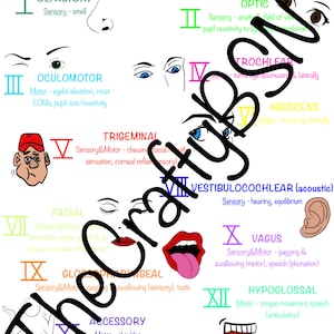 Nursing Cranial Nerves Notes