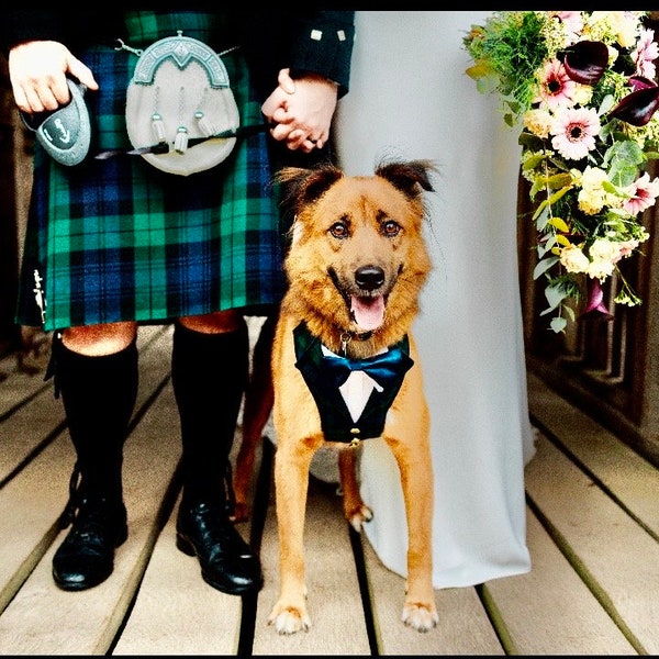 Tartan dog suit, Wedding attire for dog, Suit Harness for the best dogs, Special Occasion Wear-Made to Order for your dog, dog ring bearer.