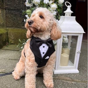 Black tuxedo, Wedding day attire for dogs, Suit Harness for the best dogs, Special Occasion Wear-Made to Order, dog ring bearer.