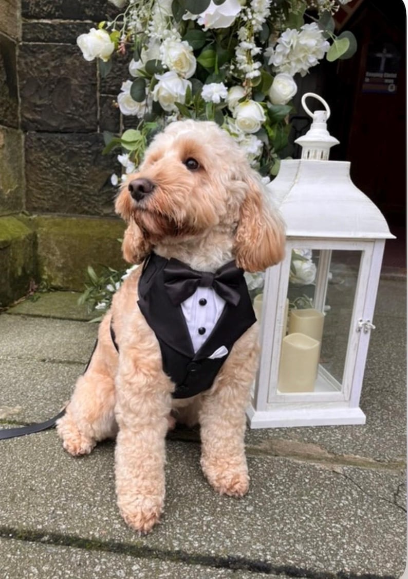 Black tuxedo, Wedding day attire for dogs, Suit Harness for the best dogs, Special Occasion Wear-Made to Order, dog ring bearer.
