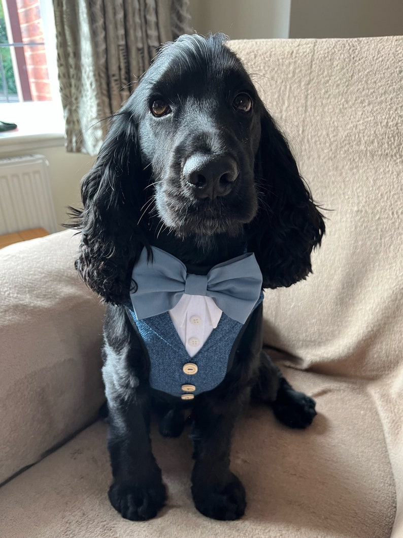 Tweed dog tuxedo suit, Special day attire, Suit Harness best dogs, Special Occasion Wear-Made to Order for your dog, ring bearer tux image 2