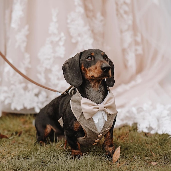 Tweed/wool mix  dog suit, Wedding attire, Suit Harness best dogs, Special Occasion Wear-Made to Order for your dog,  ring bearer tux