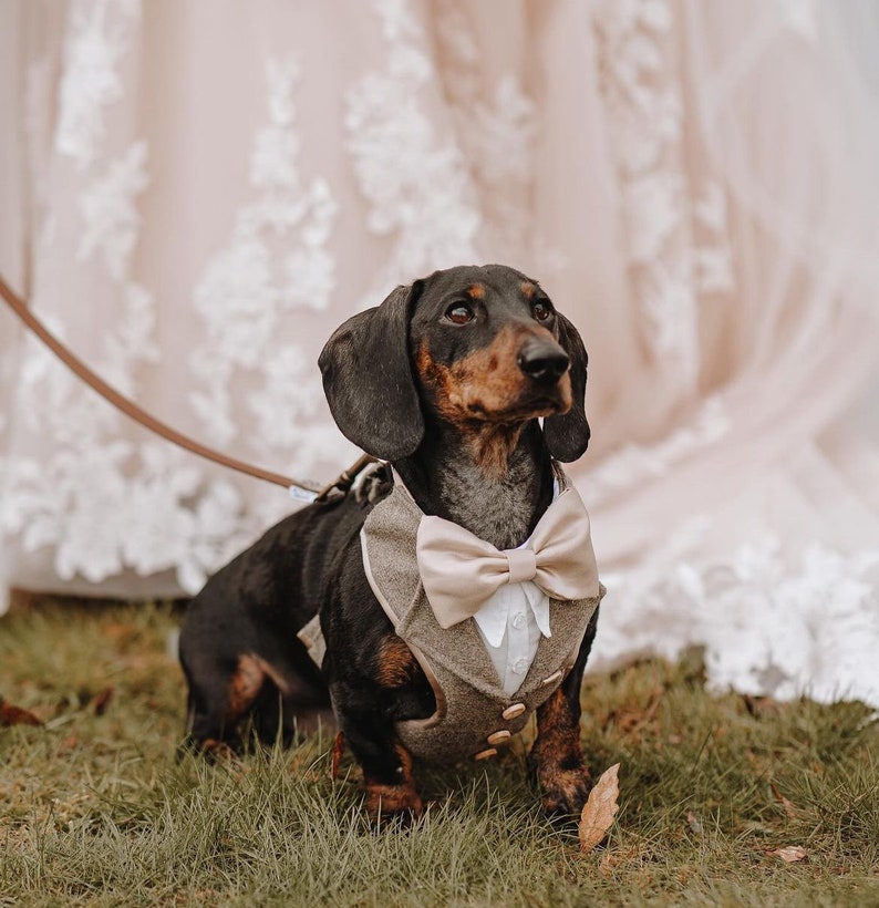 Tweed dog tuxedo suit, Special day attire, Suit Harness best dogs, Special Occasion Wear-Made to Order for your dog, ring bearer tux image 1