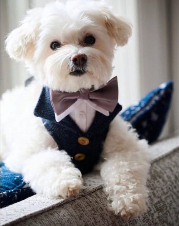 Harris Tweed, Dog Wedding Tuxedo Suit, Best dog Suit Harness, Ring bearer grooms dog, Special occasion, Made to measure Pup Attire