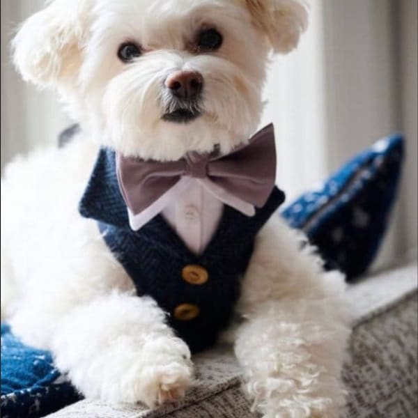 Harris Tweed, Wedding attire for dog, Suit Harness for the best dogs, Special Occasion Wear-Made to Order for your dog, dog ring bearer.