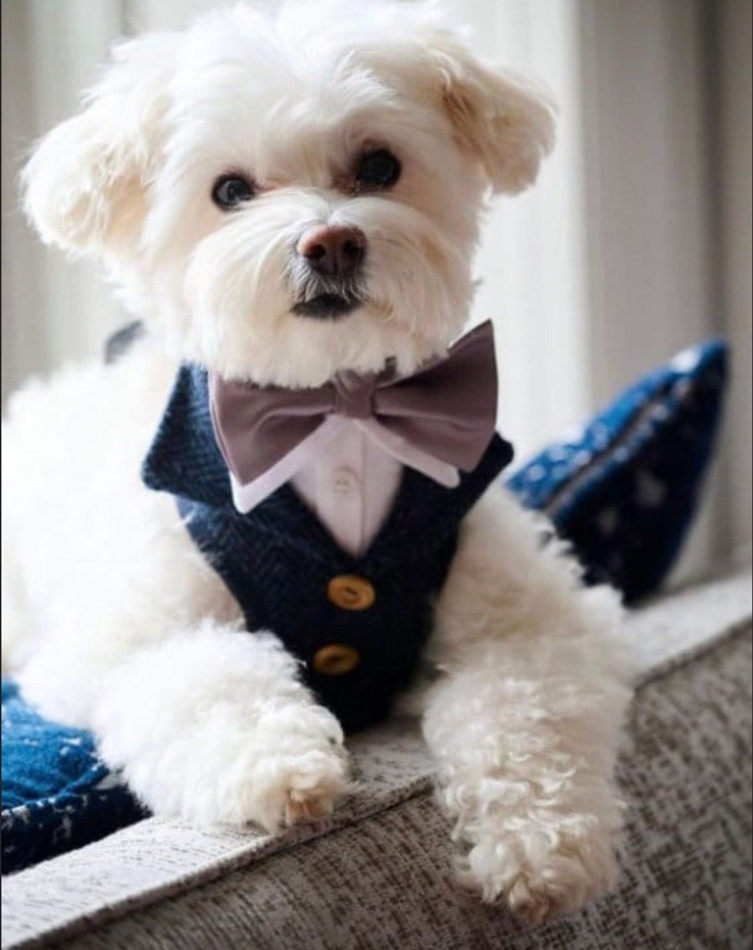 Dog tweed wedding outfit discount