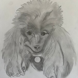 Pet Portrait Custom Graphite | Pet Loss Gift | dog portrait pencil | pet illustration | custom pet memorial | drawing from photo |